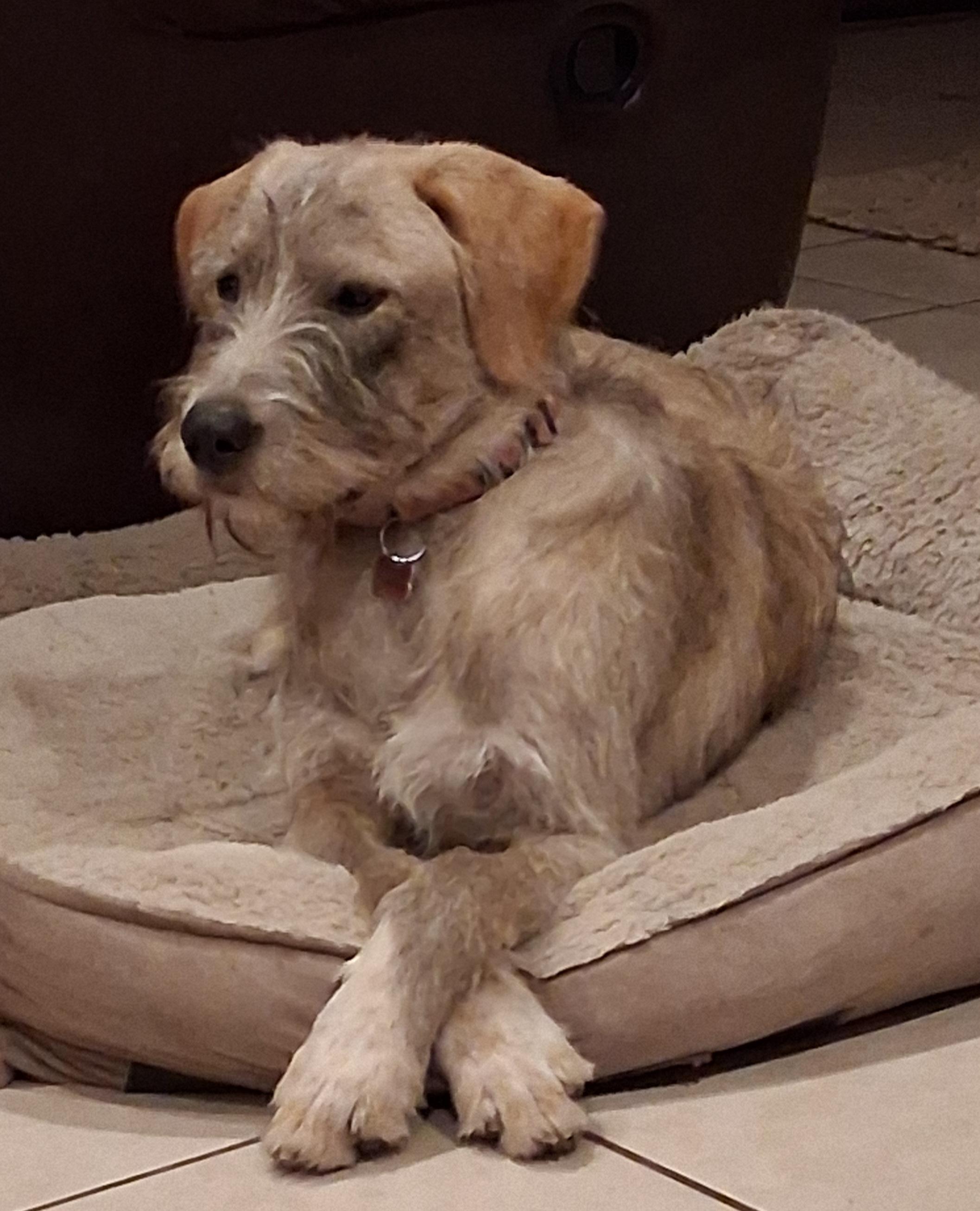 Enlarge Wendy, a Adoptable mixed breed in Elmhurst, IL image 1/6