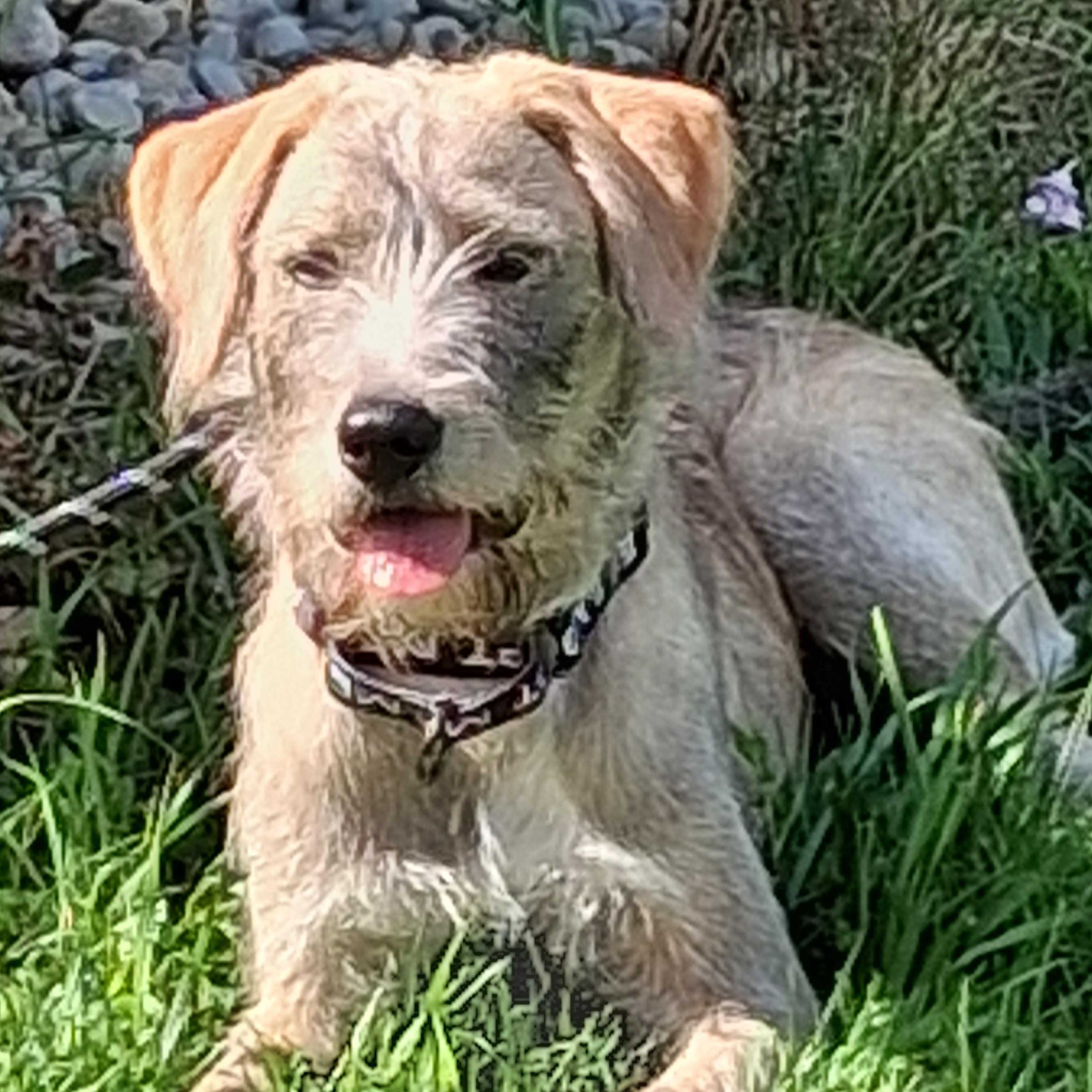 Enlarge Wendy, a Adoptable mixed breed in Elmhurst, IL image 2/6