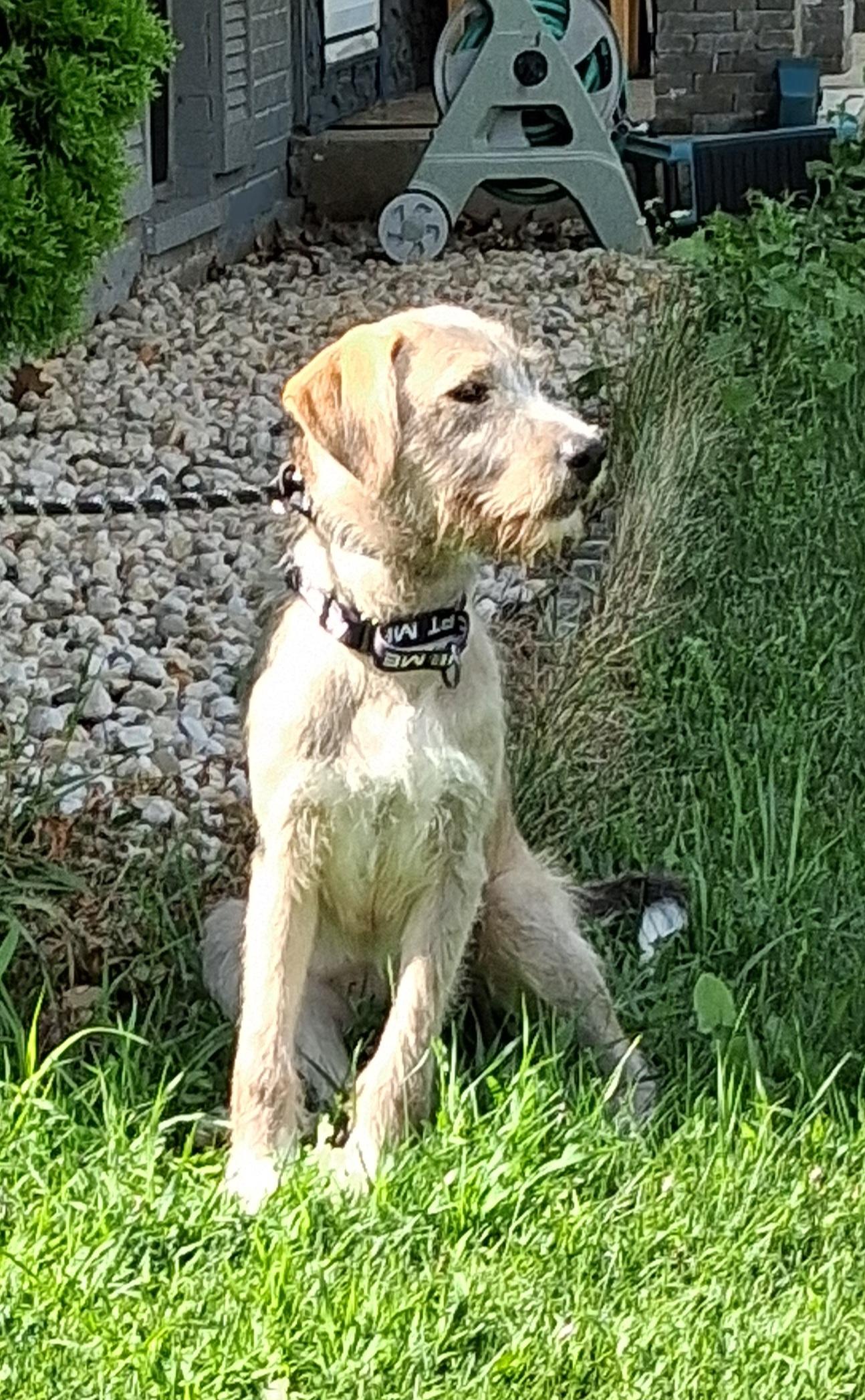 Enlarge Wendy, a Adoptable mixed breed in Elmhurst, IL image 4/6