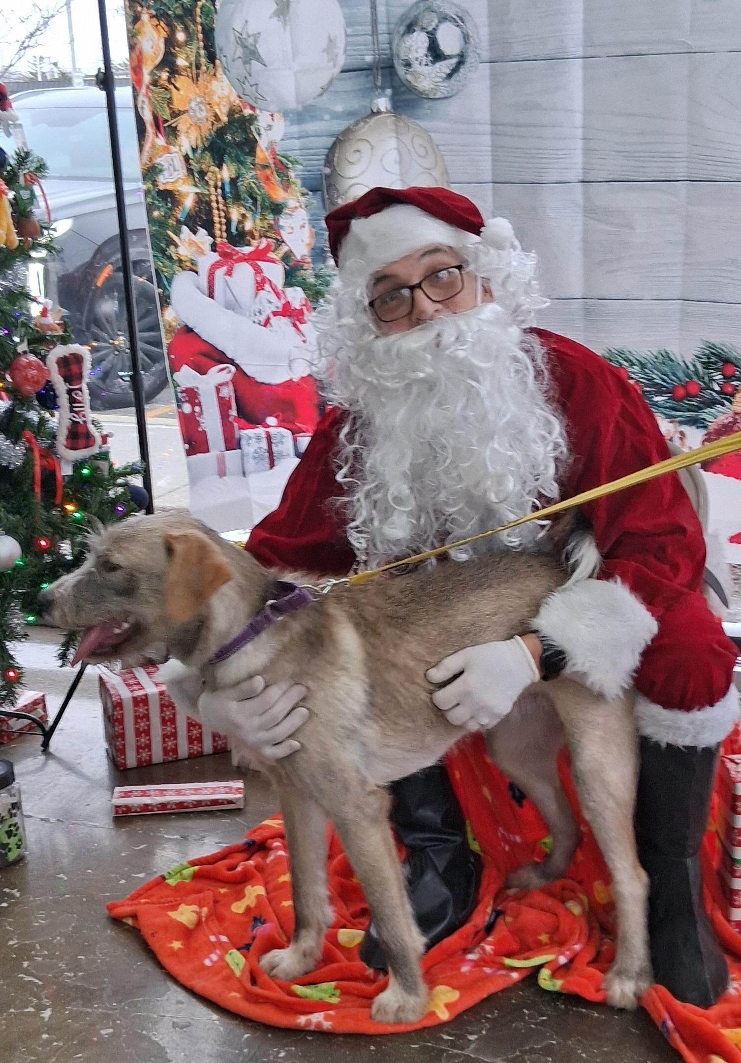 Enlarge Wendy, a Adoptable mixed breed in Elmhurst, IL image 1/6