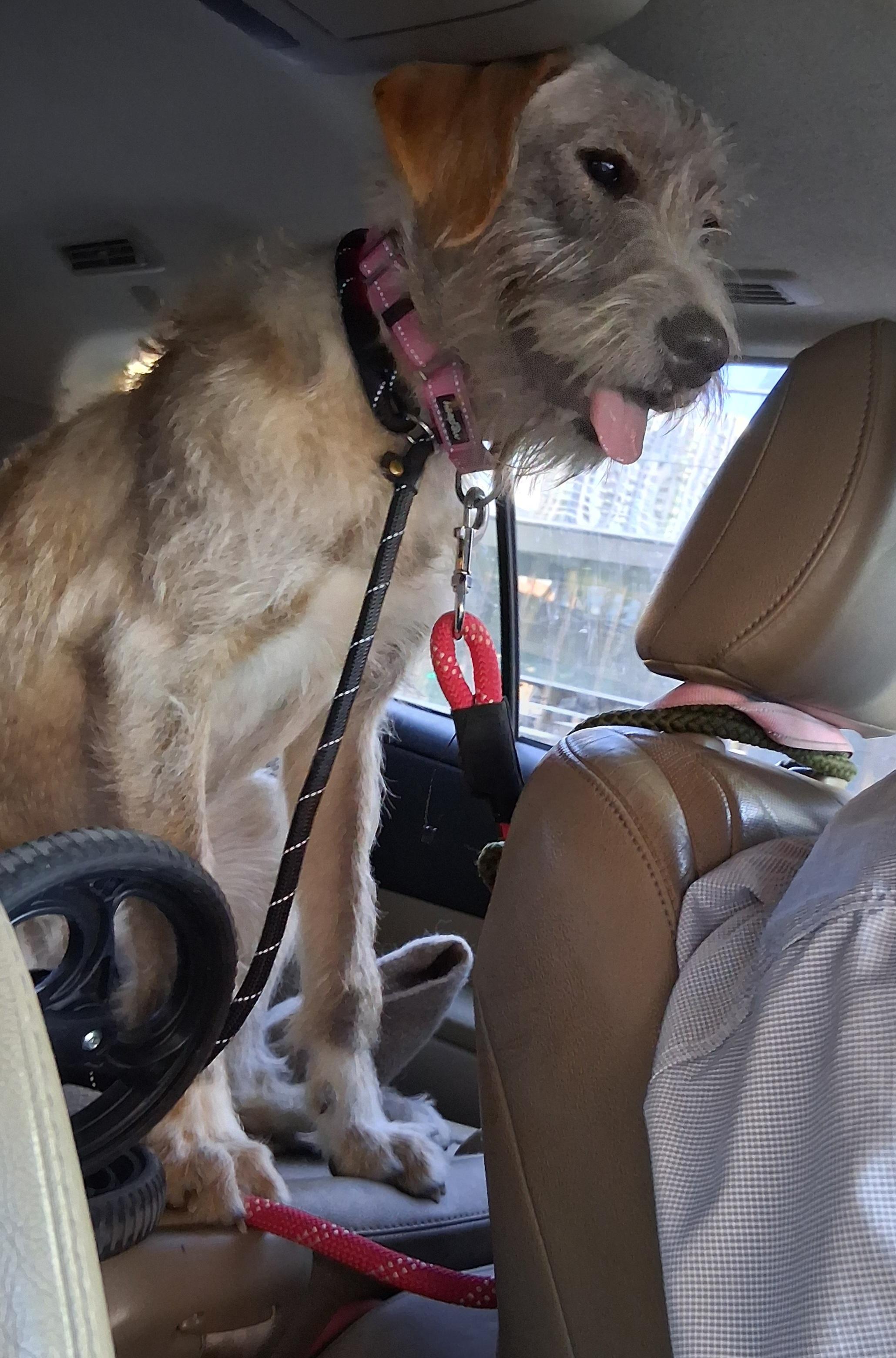 Enlarge Wendy, a Adoptable mixed breed in Elmhurst, IL image 5/6