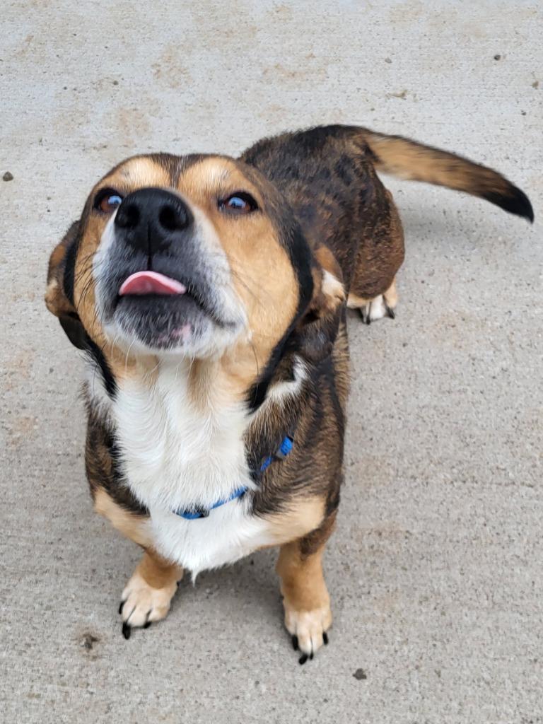 Odie, Adoptable, Adult Male Mixed Breed.