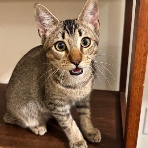 Joey 6mo “Snuggle, Play, Repeat!”, Adoptable, Young Male Tabby.