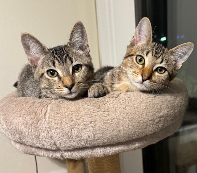 Joey 6mo “Snuggle, Play, Repeat!”, a Adoptable Tabby in Los Angeles, CA image 2/3