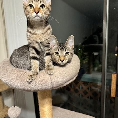 Joey 6mo “Snuggle, Play, Repeat!”, a Adoptable Tabby in Los Angeles, CA image 3/3