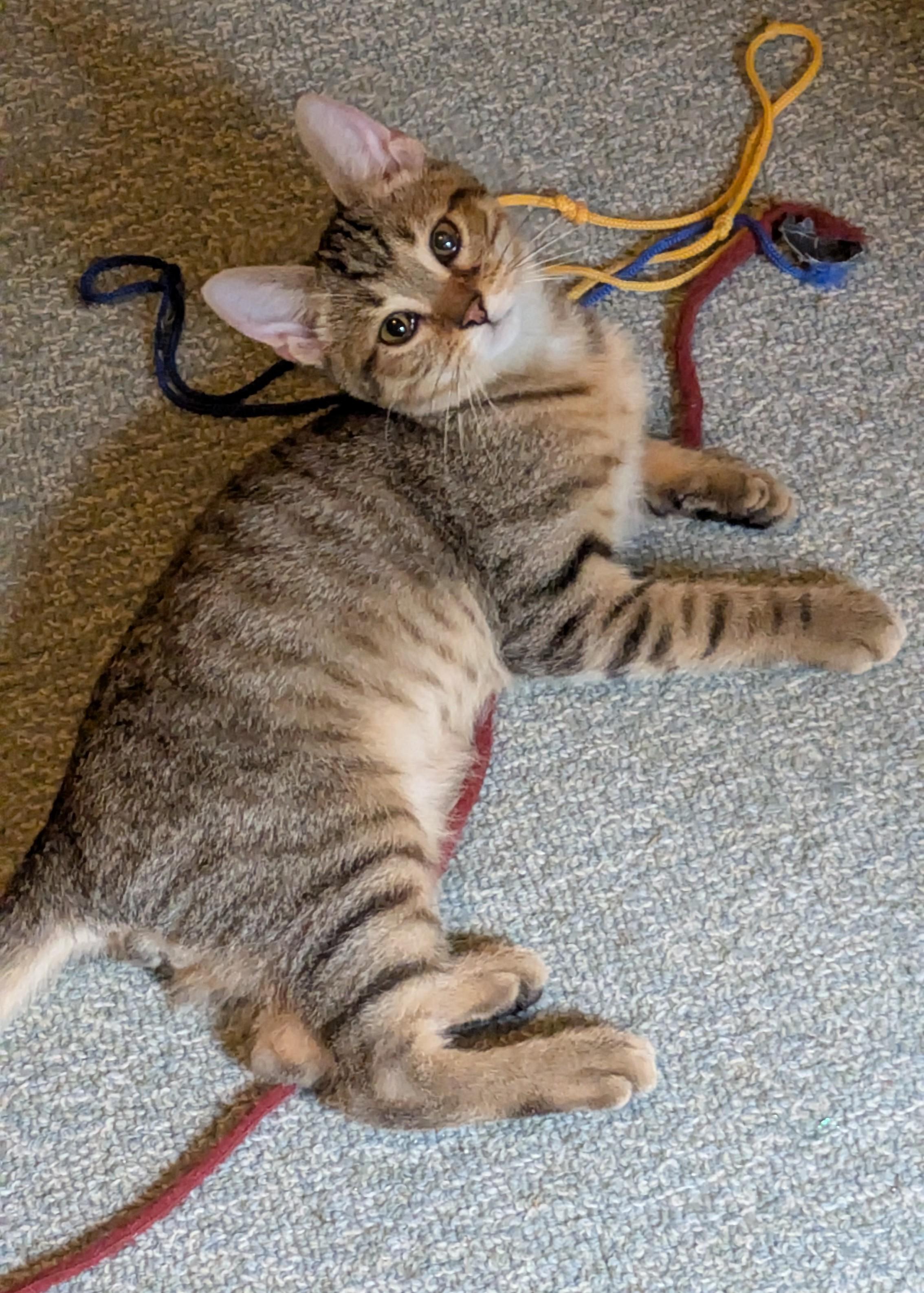 Tigger, Adoptable, Kitten Male Domestic Short Hair.