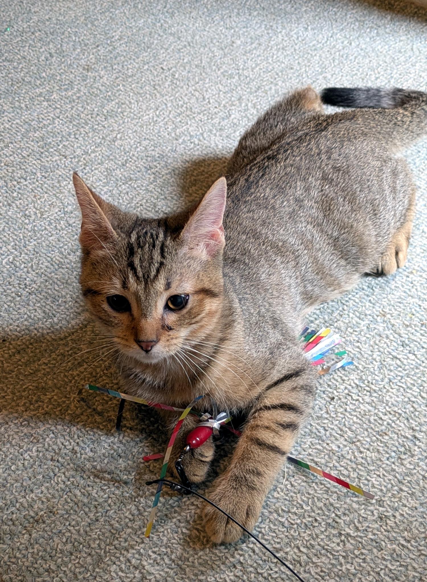 Enlarge Tigger, a Adoptable Domestic Short Hair in Wadsworth, OH image 2/2