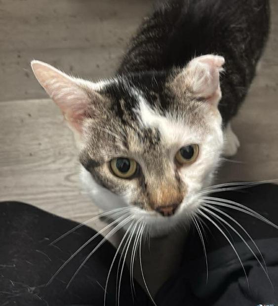 Enlarge Pinocchio-FIV+, a Adoptable mixed breed in Clarksville, TN image 1/1