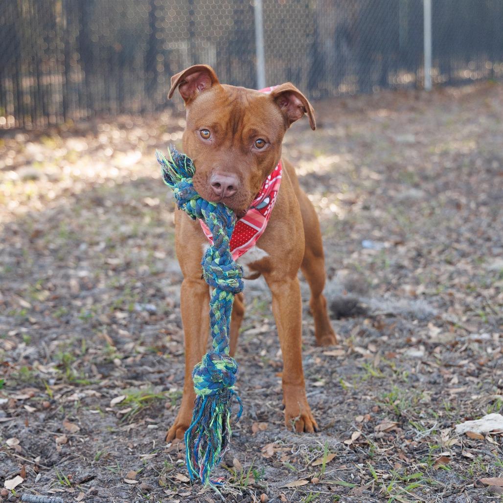 Henry, a Adoptable Mixed Breed in Gainesville, FL image 1/6