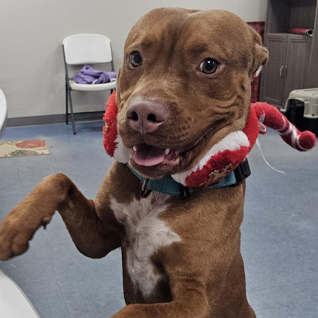 Henry, a Adoptable Mixed Breed in Gainesville, FL image 2/6
