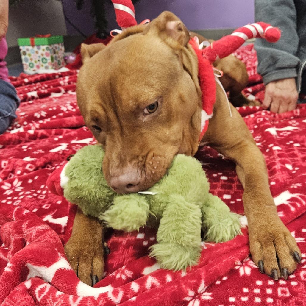 Henry, a Adoptable Mixed Breed in Gainesville, FL image 3/6