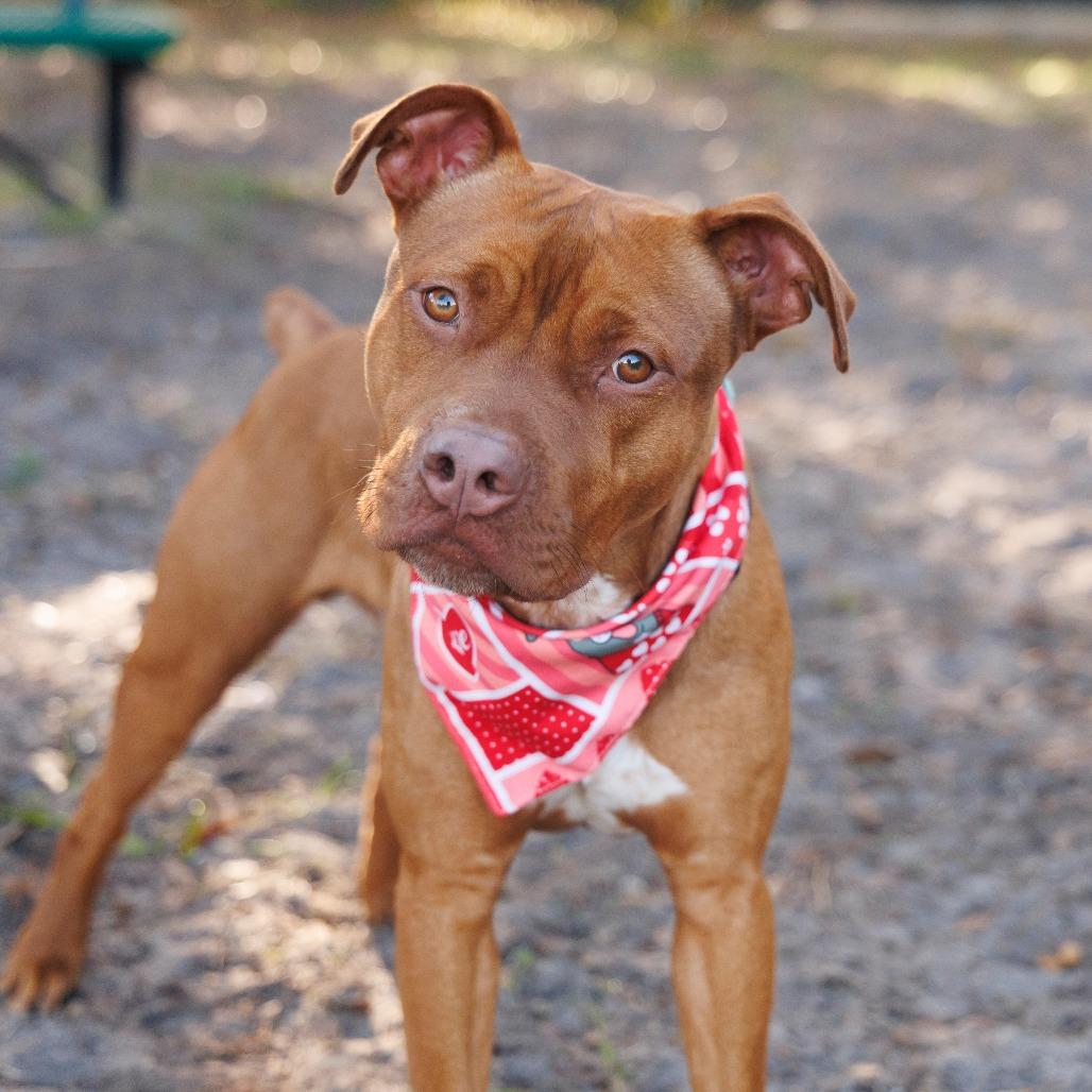 Henry, a Adoptable Mixed Breed in Gainesville, FL image 5/6