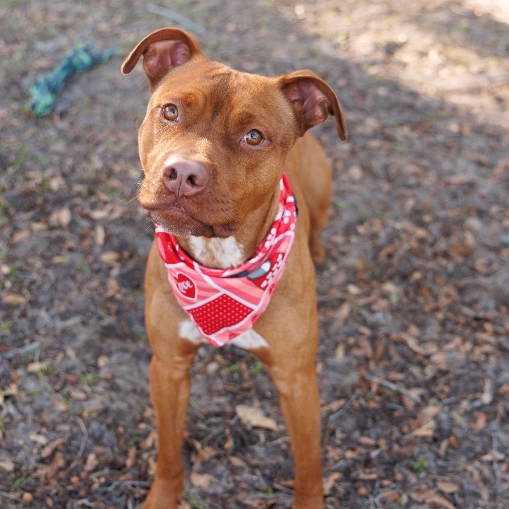 Henry, a Adoptable Mixed Breed in Gainesville, FL image 6/6