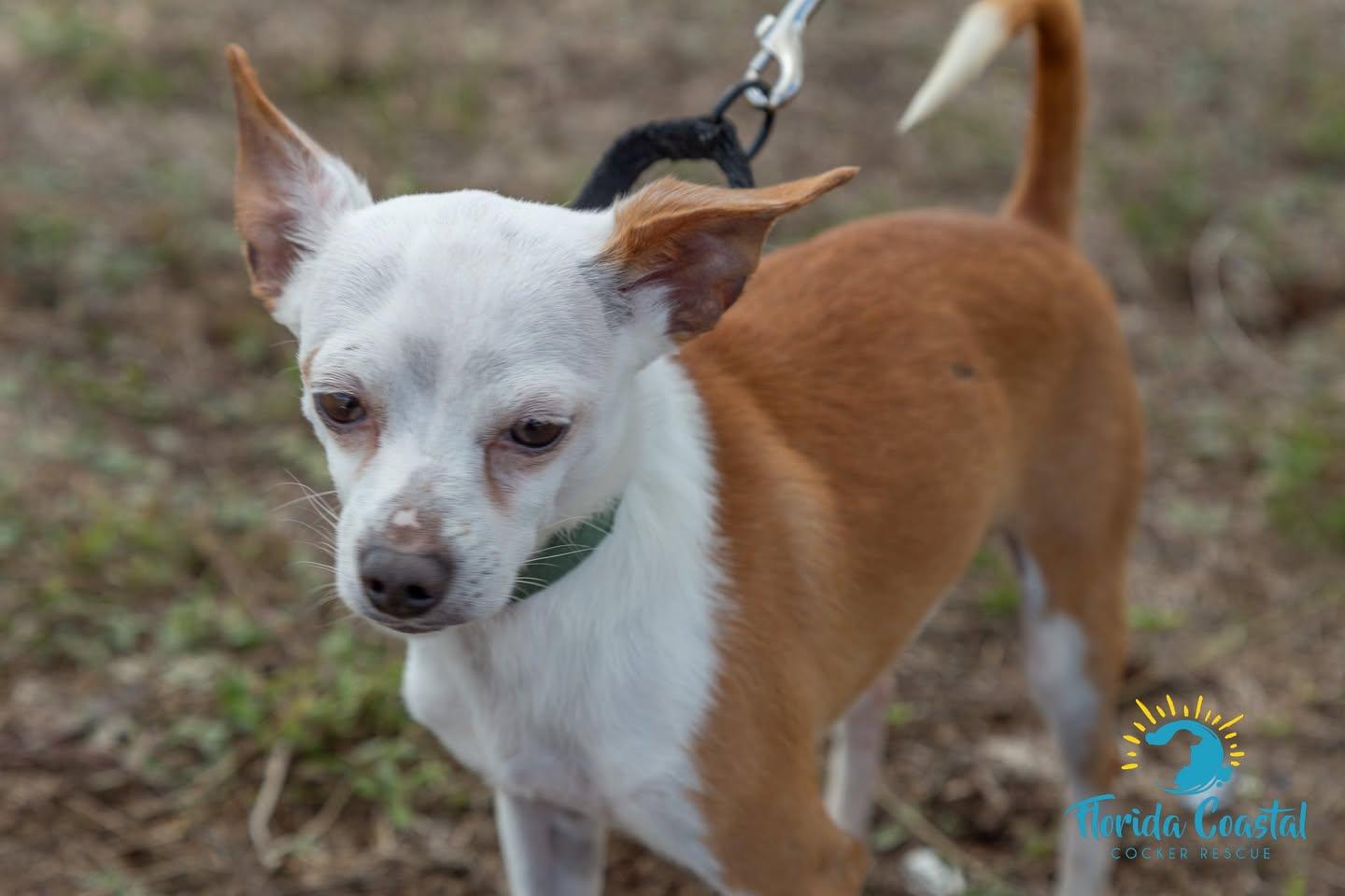 Shaggy, ADOPTABLE, Young Male Chihuahua.