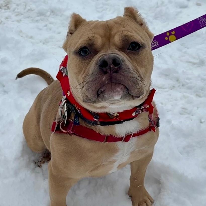 Josh, Adoptable, Adult Male Mixed Breed.