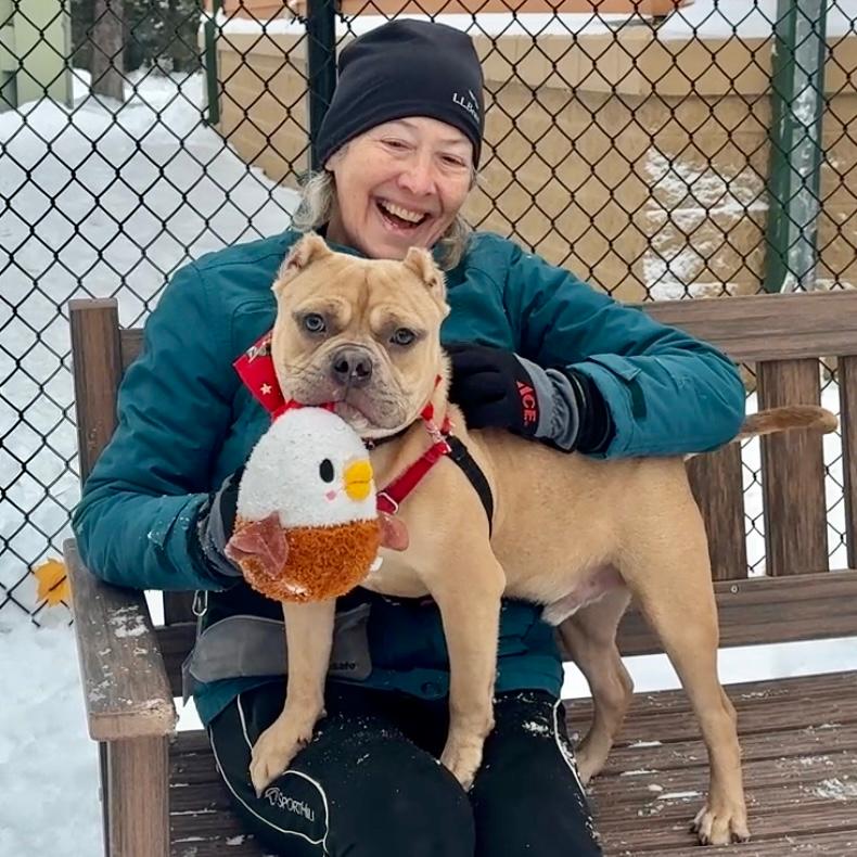 Enlarge Josh, a Adoptable Mixed Breed in Waukesha, WI image 2/3