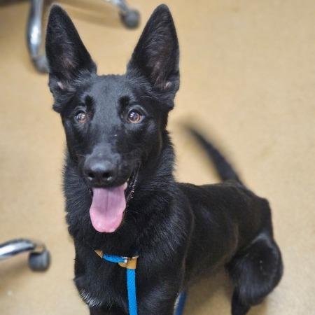 Stormy 5/09/2026, Adoptable, Young Female German Shepherd Dog.