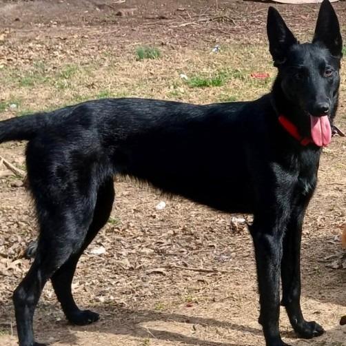 Enlarge Stormy 5/09/2026, a Adoptable German Shepherd Dog in Van Horne, IA image 2/2