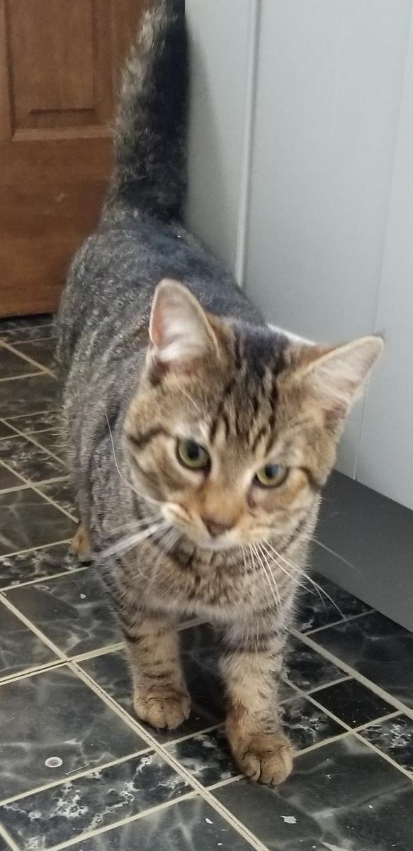 Pooh Bear, ADOPTABLE, Adult Male Domestic Short Hair.