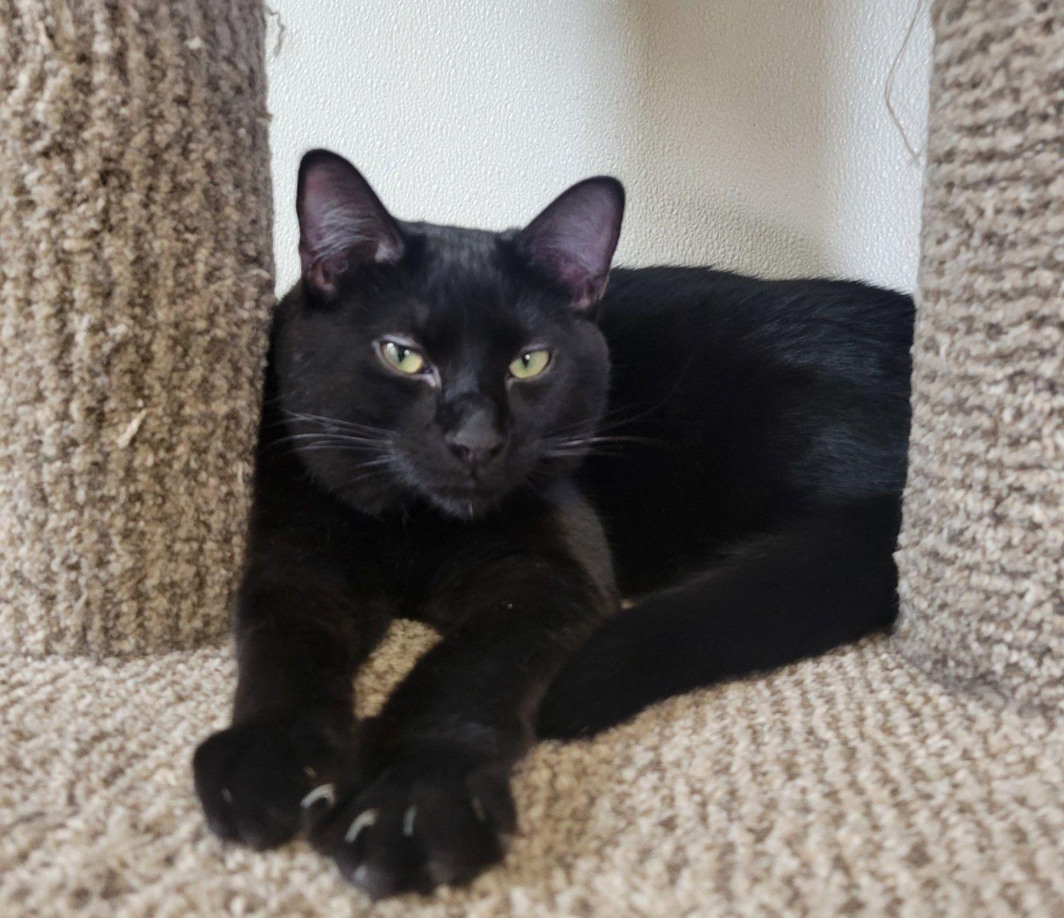 Enlarge Neo, a Adoptable Domestic Short Hair in Lodi, CA image 1/1