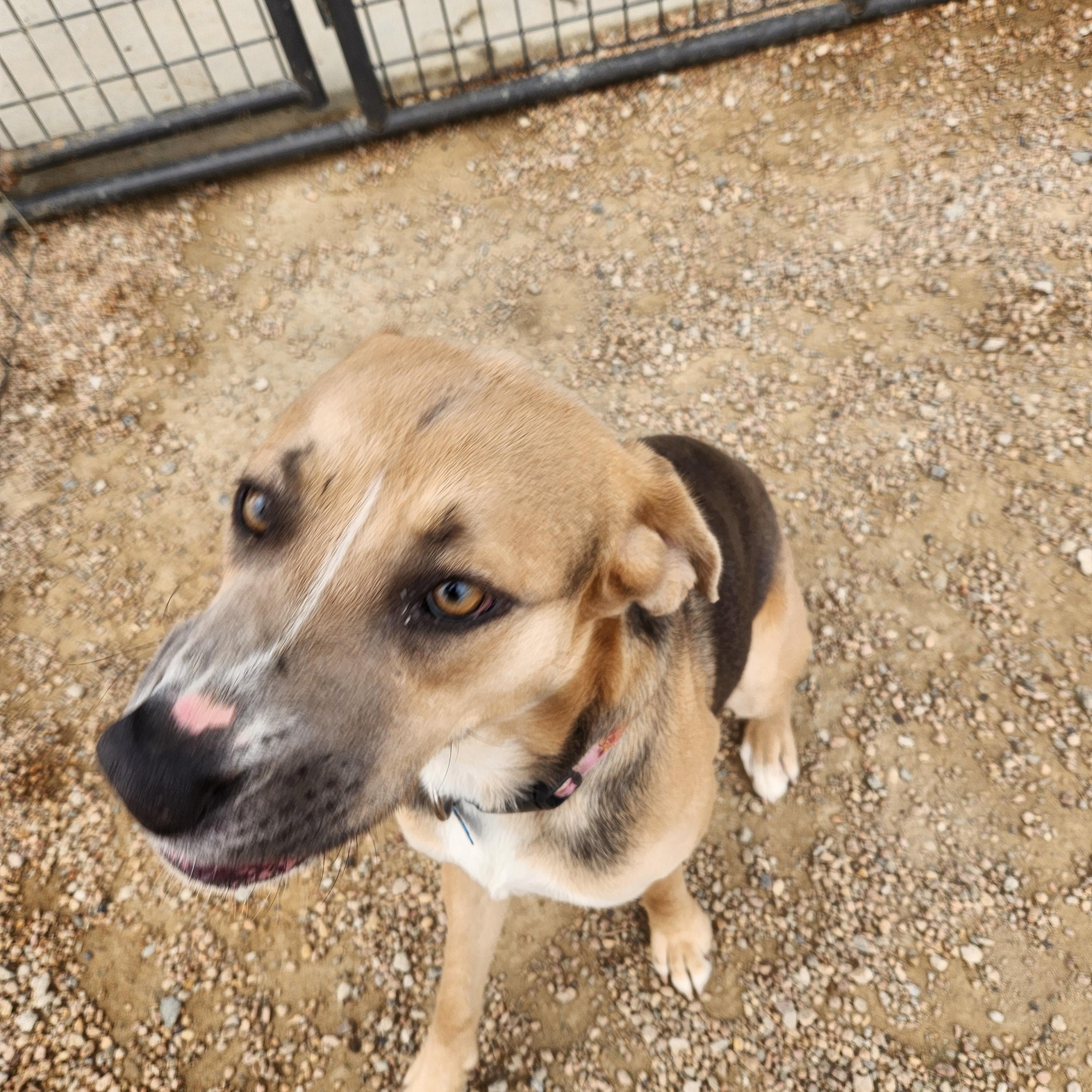 Enlarge Elsa, a ADOPTABLE mixed breed in Broomfield, CO image 2/6