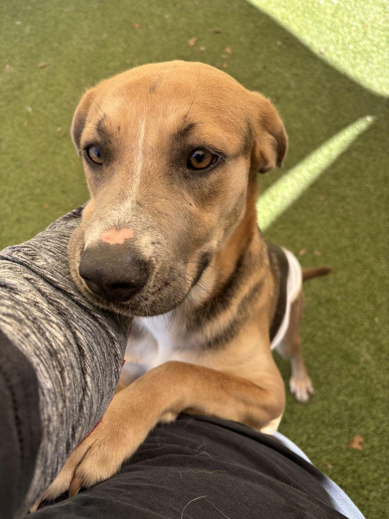 Enlarge Elsa, a ADOPTABLE mixed breed in Broomfield, CO image 1/6