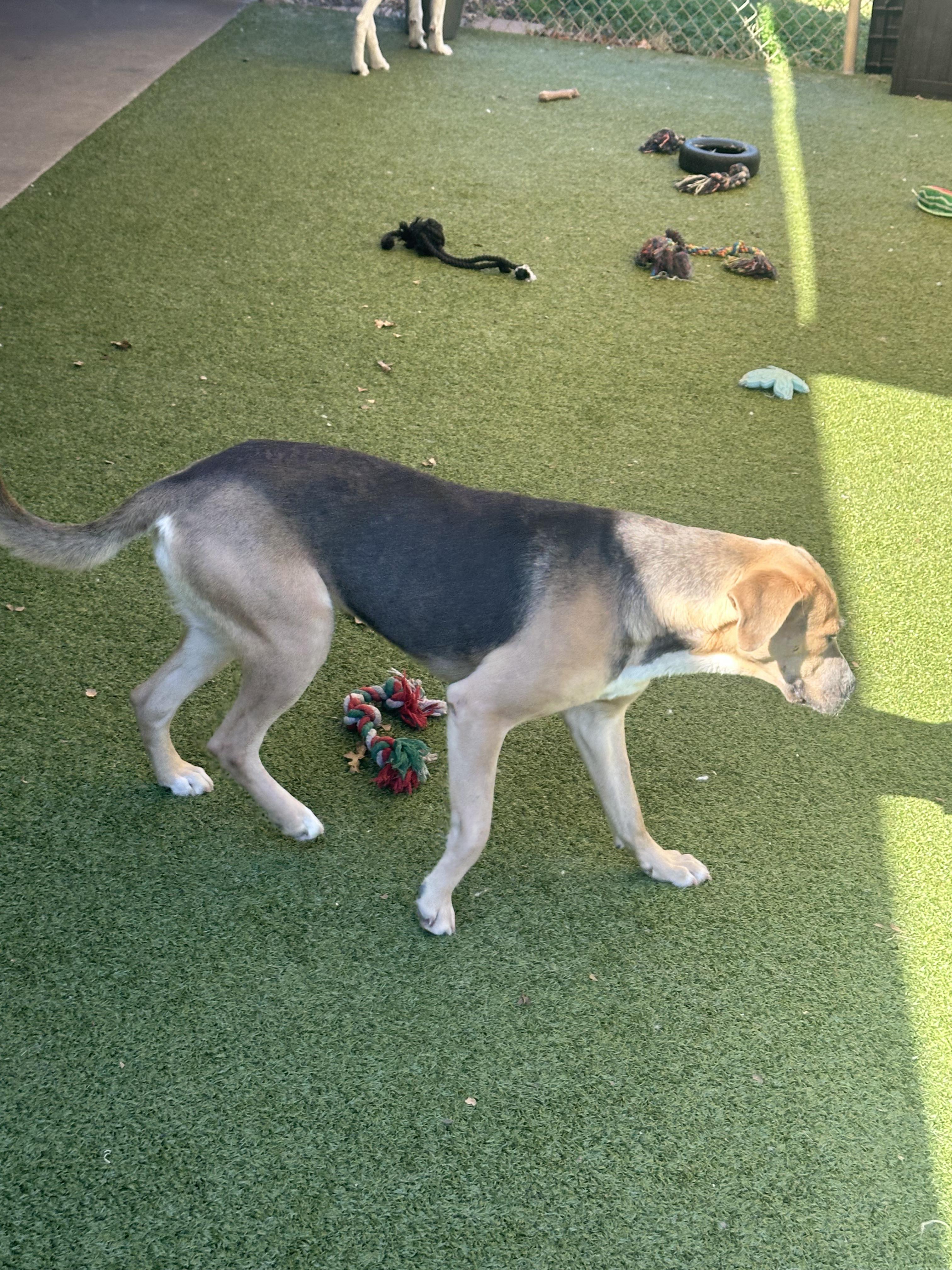 Enlarge Elsa, a ADOPTABLE mixed breed in Broomfield, CO image 4/6