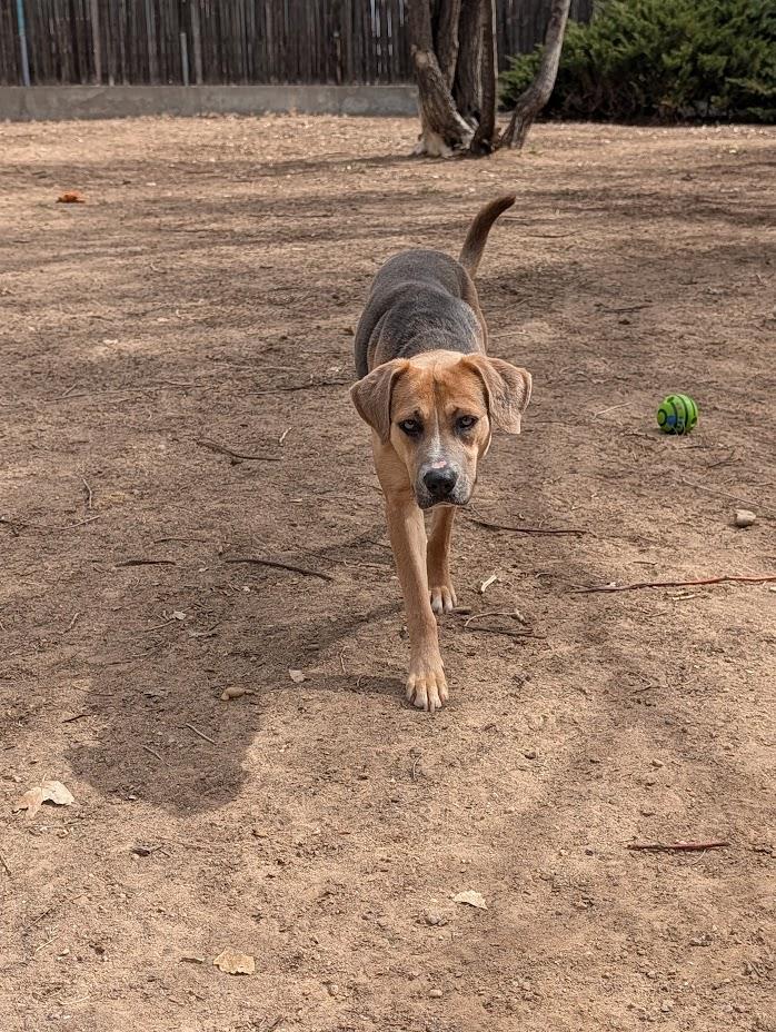 Enlarge Elsa, a ADOPTABLE mixed breed in Broomfield, CO image 6/6
