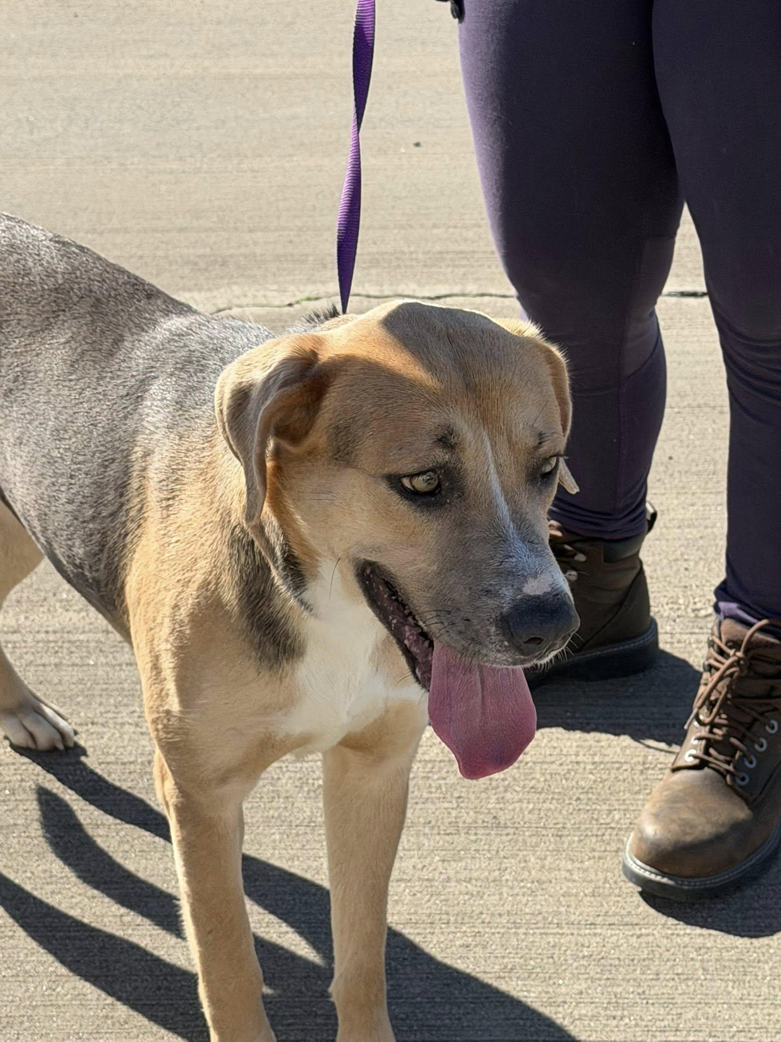 Enlarge Elsa, a ADOPTABLE mixed breed in Broomfield, CO image 5/6
