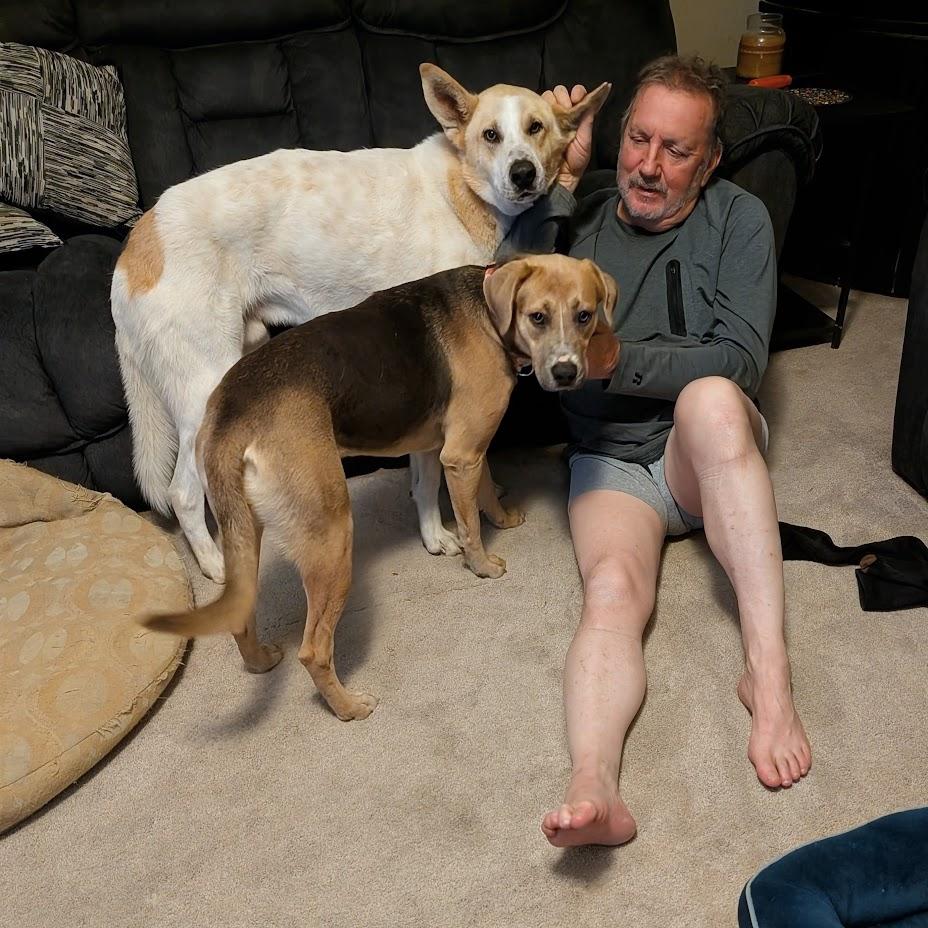 Enlarge Elsa, a ADOPTABLE mixed breed in Broomfield, CO image 3/6