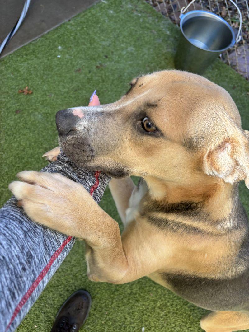 Enlarge Elsa, a ADOPTABLE mixed breed in Broomfield, CO image 5/5