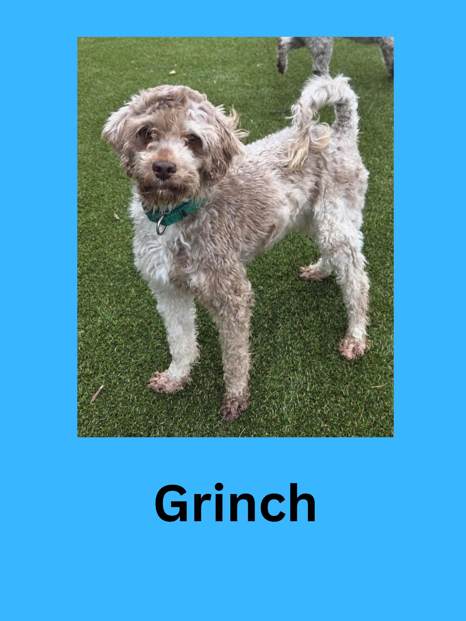 Grinch, ADOPTABLE, Adult Male Mixed Breed.