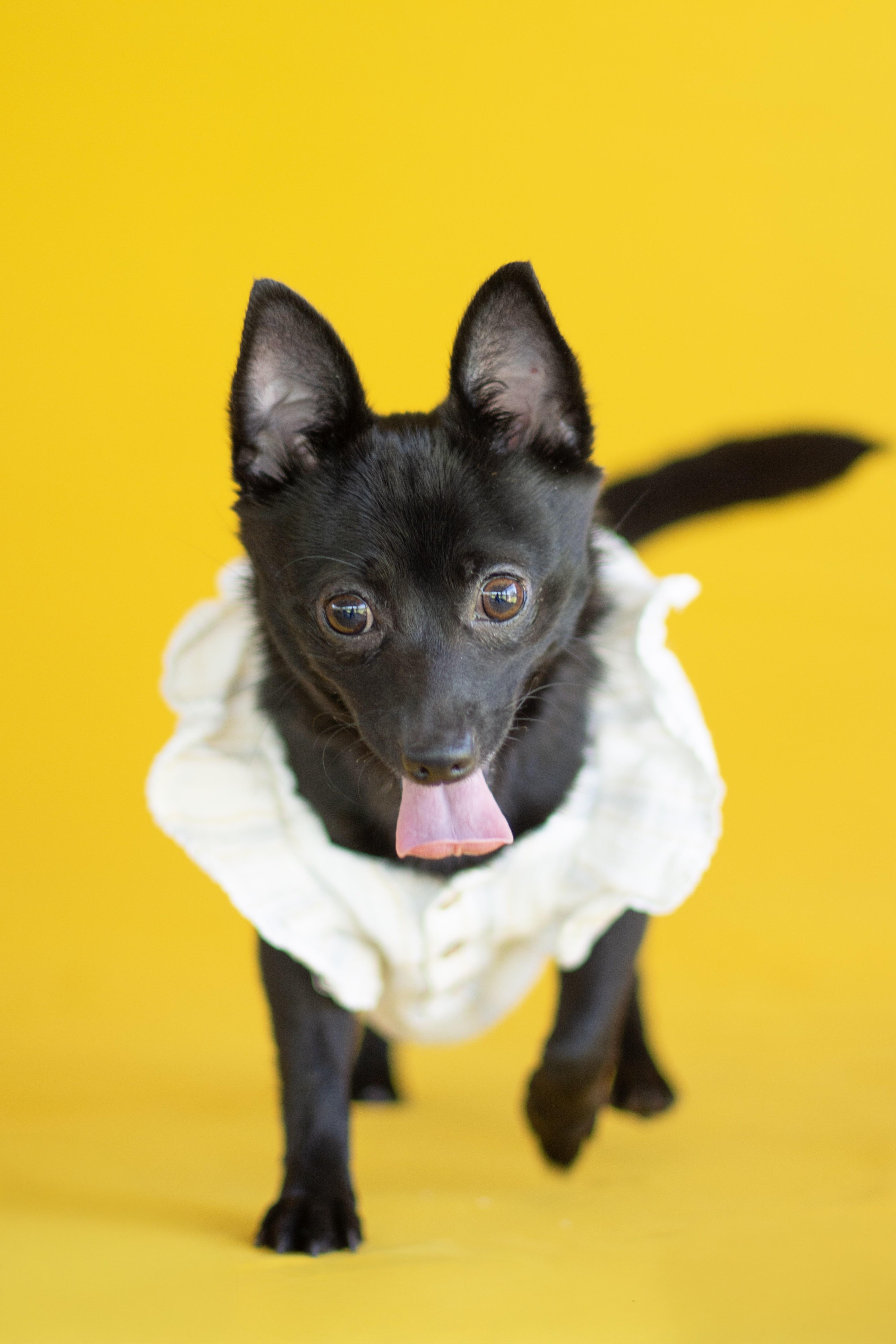 Twinkle, ADOPTABLE, Young Female Chihuahua.