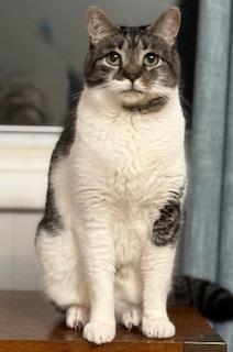 Philip, adoptable, Adult Male Domestic Short Hair.