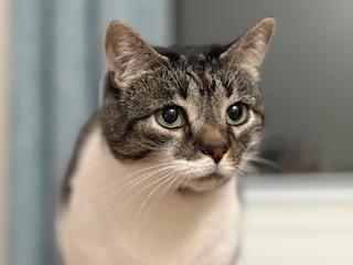 Enlarge Philip, an adoptable Domestic Short Hair in New Cumberland, PA image 2/3