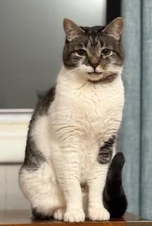 Enlarge Philip, an adoptable Domestic Short Hair in New Cumberland, PA image 3/3