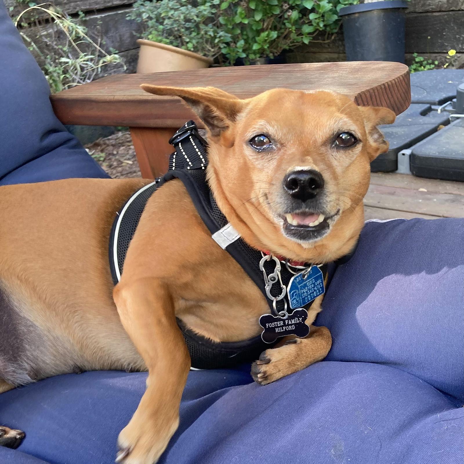 Enlarge Salchicha, a Adoptable Chihuahua in Oakland, CA image 1/3