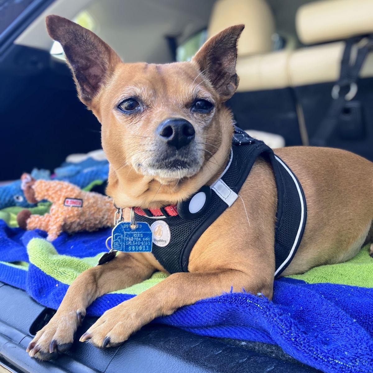 Enlarge Salchicha, a Adoptable Chihuahua in Oakland, CA image 2/3