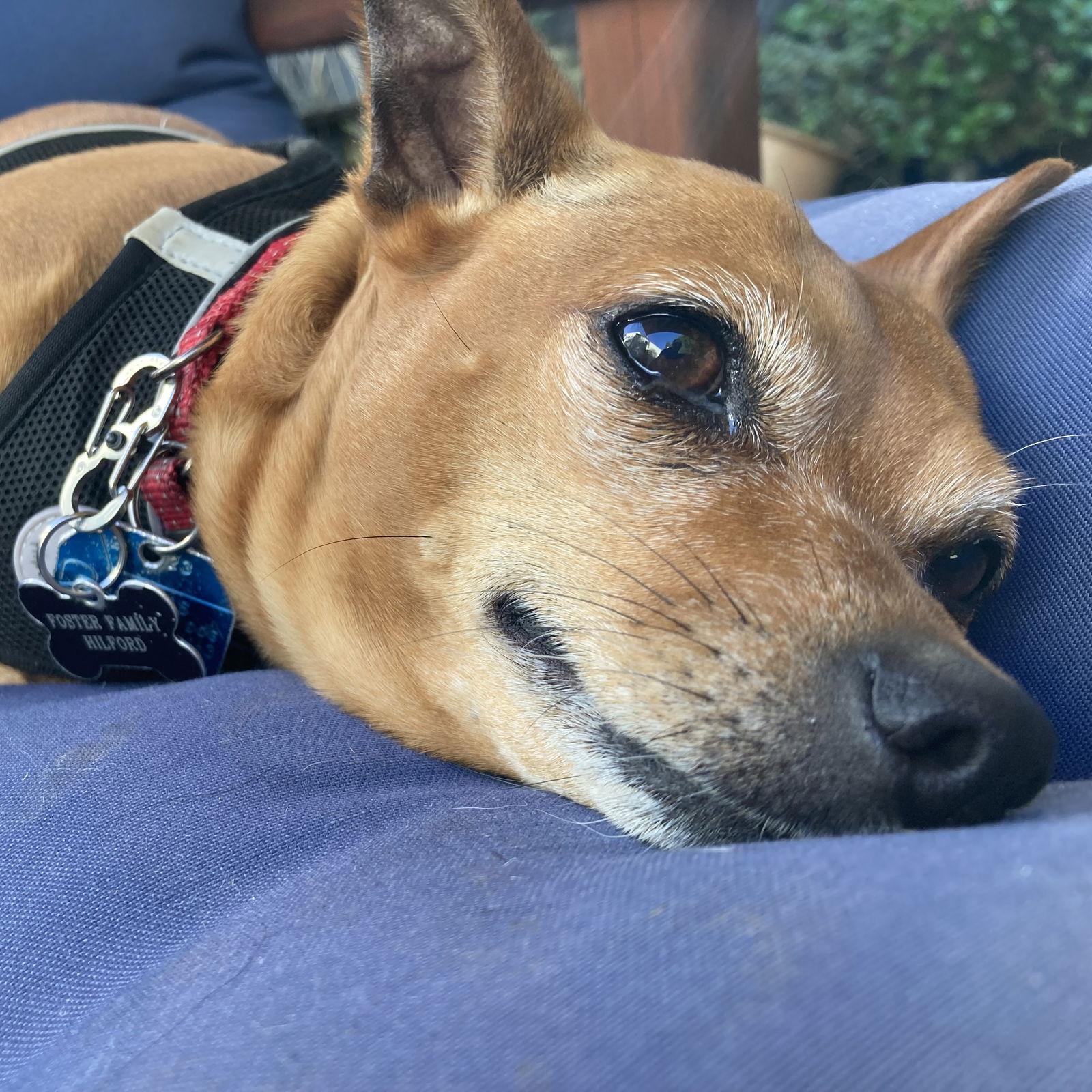 Enlarge Salchicha, a Adoptable Chihuahua in Oakland, CA image 3/3