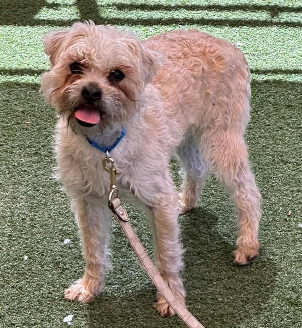 Enlarge Walrus, a Adoptable mixed breed in Oceanside, CA image 1/6