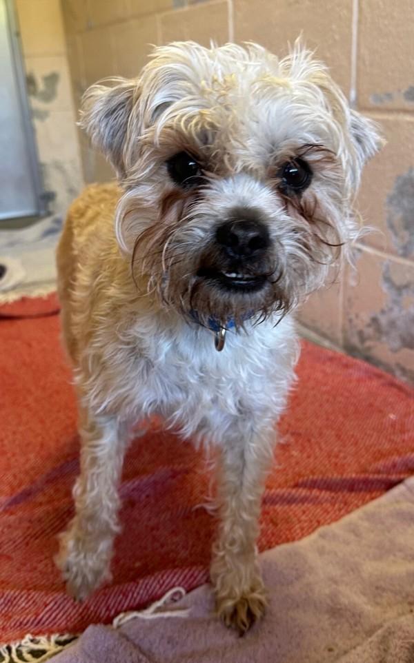Enlarge Walrus, a Adoptable mixed breed in Oceanside, CA image 2/6