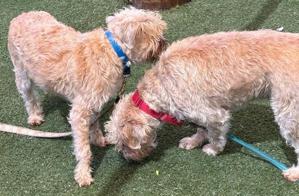 Enlarge Walrus, a Adoptable mixed breed in Oceanside, CA image 3/6