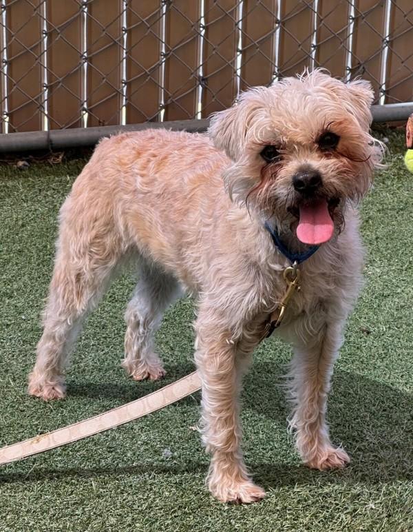 Enlarge Walrus, a Adoptable mixed breed in Oceanside, CA image 5/6