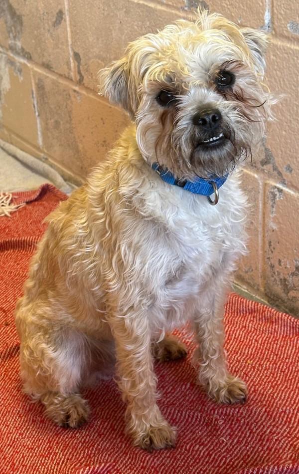 Enlarge Walrus, a Adoptable mixed breed in Oceanside, CA image 6/6