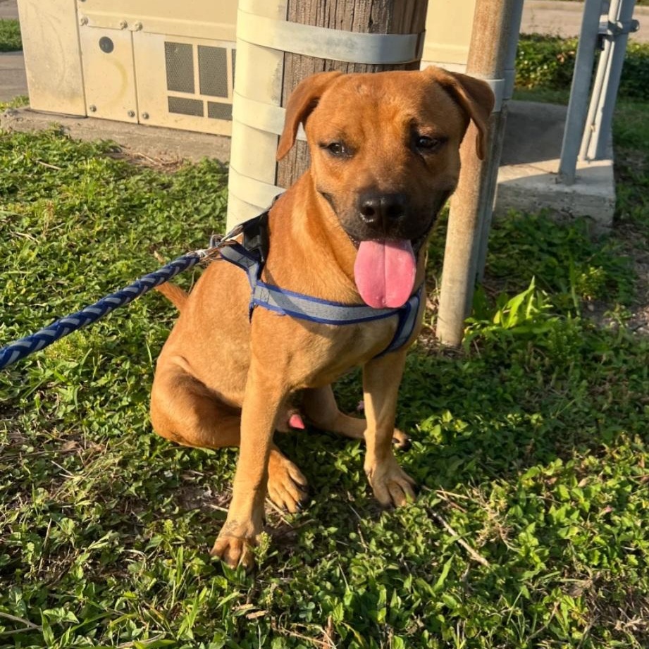 Bruno — thumbnail 3