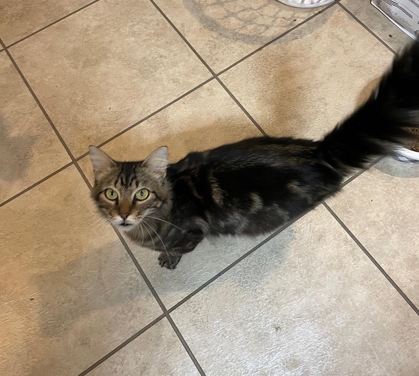 Dulcie, Adoptable, Adult Female Domestic Long Hair.