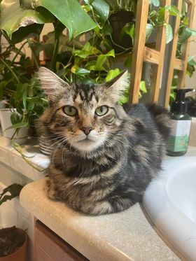 Enlarge Dulcie, a Adoptable Domestic Long Hair in Jesup, GA image 2/5