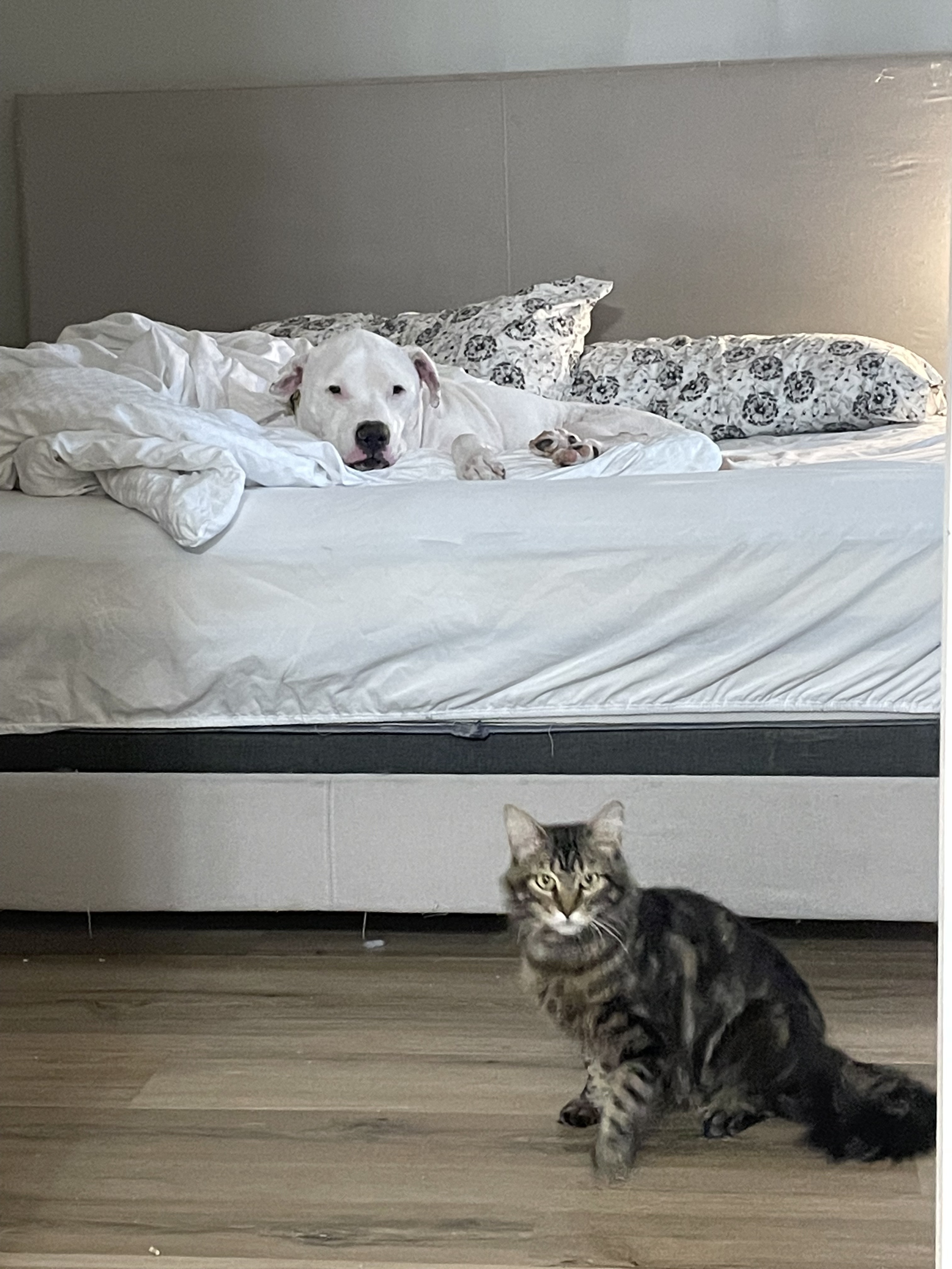 Enlarge Dulcie, a Adoptable Domestic Long Hair in Jesup, GA image 3/5