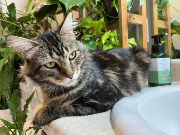 Enlarge Dulcie, a Adoptable Domestic Long Hair in Jesup, GA image 4/5