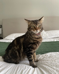 Enlarge Dulcie, a Adoptable Domestic Long Hair in Jesup, GA image 5/5